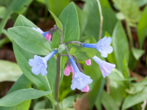 Virginia bluebell (mertensia virginica) wildflower