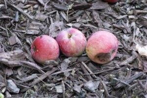 Rotten apples on the ground